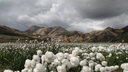 128x72-cotton_field.jpg