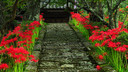 128x72-steps_of_red_spider_lily.jpg