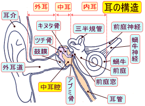 人の内耳の図