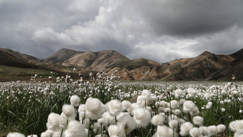 cotton_field.jpg