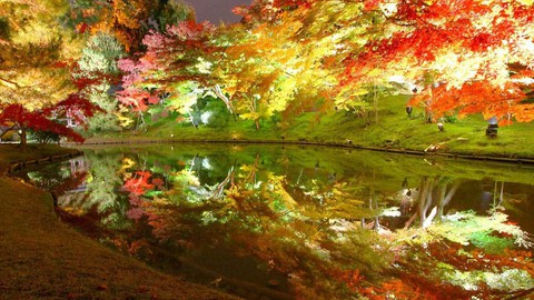 lighted_yellow_leaves.jpg