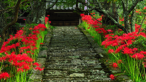 steps_of_red_spider_lily.jpg